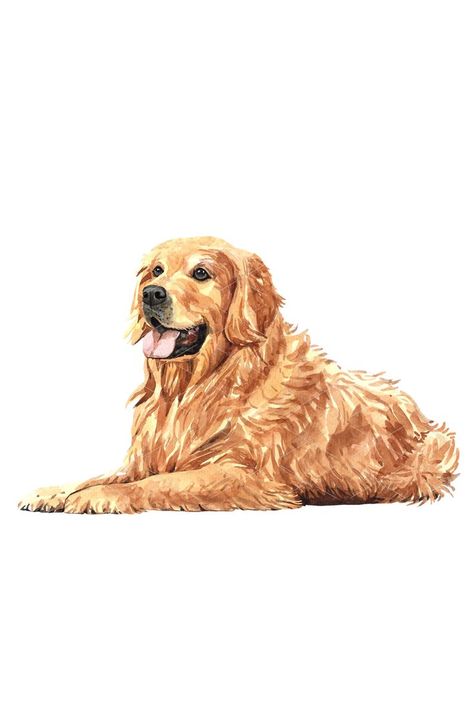 Watercolor Golden Retriever, Dog Drawing Golden Retriever, Golden Retriever Sketch, A Dog Drawing, Golden Retriever Outline, Retriever Drawing, Golden Retriever Illustration, Golden Retriever Wallpaper, Golden Retriever Drawing