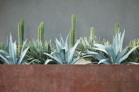 Daniel Nolan Design — Ross Minimalist Courtyard, Daniel Nolan, Succulent Border, Agave Americana, Vegas Pool, Succulent Display, Landscape Borders, Container Planting, Costa Maya