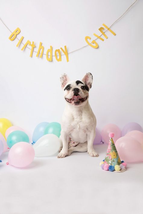 Fiona's 1st Birthday. Dog Birthday photoshoot with Holly D. Photography Dog Birthday Photoshoot, Dog Birthday Pictures, Dog First Birthday, Adventure Dog, Happy Birthday Dog, Puppy Birthday Parties, Dog Birthday Cake, Dog Photoshoot, Dog Birthday Party