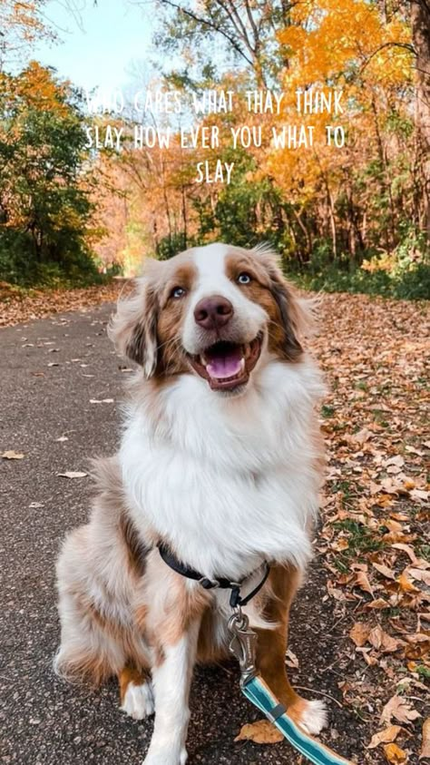 Australian Shepherd Aesthetic, Australia Shepherd, Red Merle Australian Shepherd, American Shepherd, Reactive Dog, Aussie Puppies, Cute Dogs Images, Aussie Dogs, Cute Dog Photos