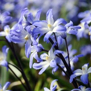 Fall 2023 - Fall Bulbs - Botanus Chionodoxa Forbesii, Flowers In The Snow, Groundskeeper Willie, Botanical Tulip, Large Property, Deer Resistant Garden, Castle Rock Colorado, Glory Of The Snow, Chelsea Garden