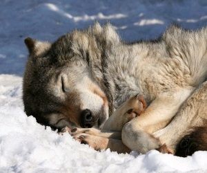 Tomorrow is #WolfWednesday So I need to act like this sleeping wolf now. Good night. Wolf Sleeping, Sleeping Wolf, Wolf Standing, Wolf Poses, Howl At The Moon, Wild Wolf, Steelers Fan, Wolf Spirit, Beautiful Wolves