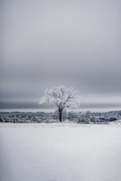 Snow Wallpaper Hd, Snow Photos, Snowy Field, Tree Stands, Snow Tree, Snowy Trees, Lone Tree, Winter Images, Outdoor Plant