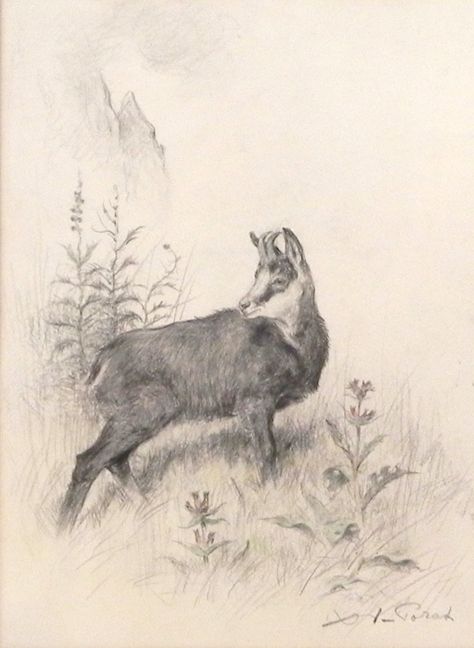 Xavier de Poret (1894-1975) - A chamois in an alpine meadow Alpine Meadow, Animal Art, Moose Art, Humanoid Sketch, Drawings, Animals, Art