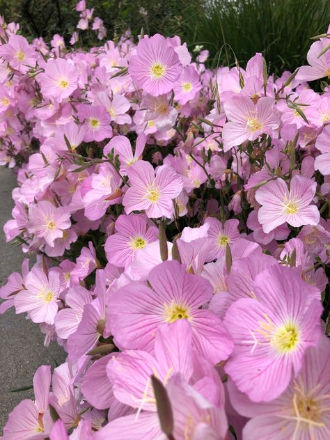 Oenothera speciosa (evening primrose) Primrose Garden, Primrose Flowers, Primrose Bouquet, Primrose Aesthetic, Primroses Flower, Primrose Flower, Primrose Aesthetic Flower, Evening Primrose Aesthetic, Pink Primrose