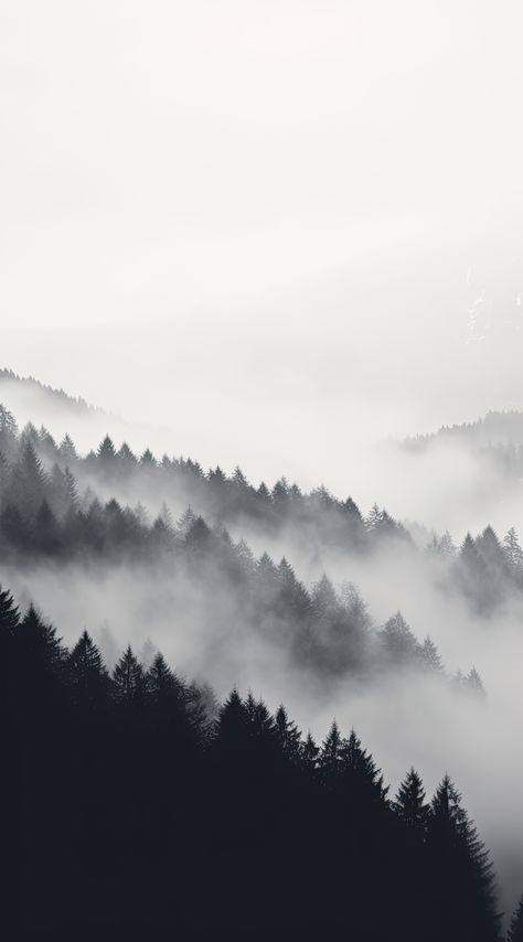 Ash Background Aesthetic, Black Aesthetic Forest View, Black And White Forest Wallpaper, White Forest Aesthetic, Fog Wallpaper, Forest Black And White, Mist Wallpaper, Colorado Aesthetic, Black And White Forest