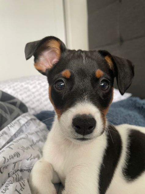 Jack Russell Terrier Puppy, Jack Russell Terrier Aesthetic, Mini Jack Russell, Russell Aesthetic, Jack Terrier, Rat Terrier Dogs, Jack Russell Terrier Puppies, Jack Russell Puppies, Russel Terrier