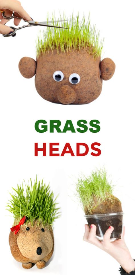 Grass Heads for Kids | Growing A Jeweled Rose Grass Heads For Kids, Grass Heads, Garden Crafts For Kids, Planting For Kids, Growing Grass, Plants Growing, Theme Nature, Spring Kids, Spring Crafts For Kids