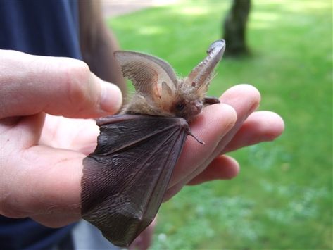 Bat Images, Baby Bats, Cute Bat, Spider Webs, Heart Warming, Click Photo, Abstract Photography, Cute Creatures, Sweet Animals