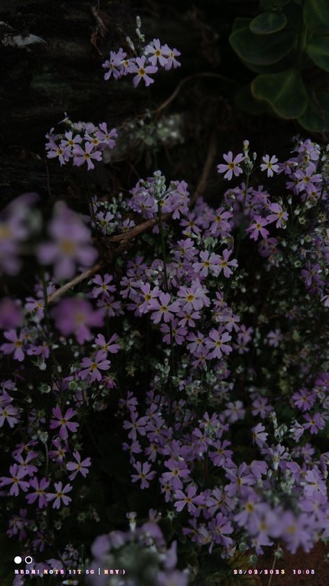 Smokey Purple Aesthetic, Dusty Purple Aesthetic, Rv Aesthetic, Wildflowers Aesthetic, March Journal, Purple Wild Flowers, Dark Academia Green, Purple Flower Background, Wildflower Photography