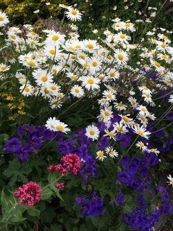 Daisies and geraniums Geranium Sanguineum, Geranium Macrorrhizum, Shasta Daisy, Shasta Daisies, Hardy Geranium, Roses Peonies, Companion Plants, Flower Border, Courtyard Garden