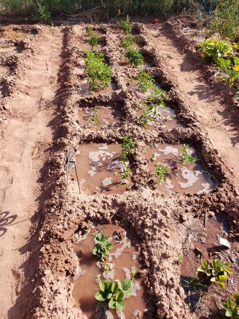 Urban Food Garden, Waffle Gardening, High Desert Garden, Community Garden Ideas, Sustainable Gardening, Homestead Gardens, Grow Food, Permaculture Gardening, Garden Help