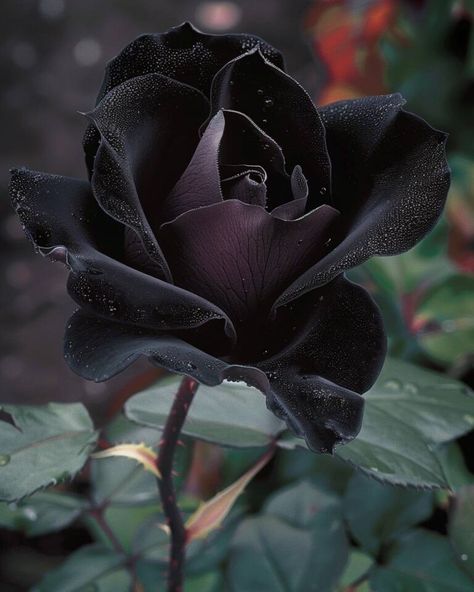 Scary Flowers, Hades Aesthetic, Bat Flower, Houseplants Low Light, Gothic Flowers, Purple Gothic, Calathea Plant, Purple Poppies, Cattleya Orchid