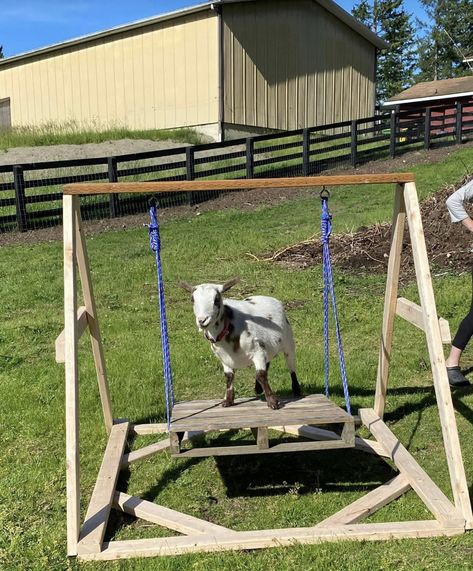 Goat Climbing Ideas, Goat Jungle Gym Diy, Pygmy Goat Enclosure Ideas, Goat Ideas Play Areas, Mini Goat Playground, Goat Yard Play Areas, Goat Cage Ideas, Goat Diy Projects, Goat Yard Ideas