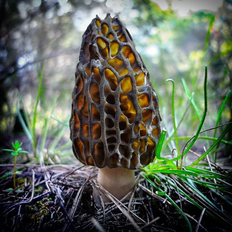 Black Morel Mushroom Growing At Home, Edible Fungi, Poisonous Mushrooms, Mushroom Growing, Morel Mushroom, Eating Raw, Ecology, Seeds, Stuffed Mushrooms