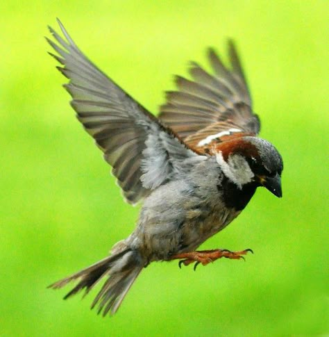 Sparrow Landing Sparrow Reference, Sparrow Flying Drawing, Birds Landing, Bird Drawing Easy, Bird Landing, Drawing Easy Pencil, Shading Pencil, Simple Bird Drawing, Sparrow On Branch