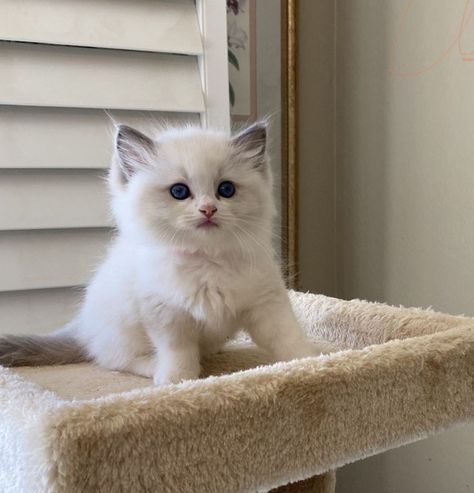 Lilac Ragdoll Kitten, Cute Ragdoll Kittens, Baby Ragdoll Cat, Ragdoll Cats And Kittens, Dream Pet Cat, Ragdoll Kitten Aesthetic, Blue Bicolor Ragdoll, White Ragdoll Cat, Cat Breeds Ragdoll