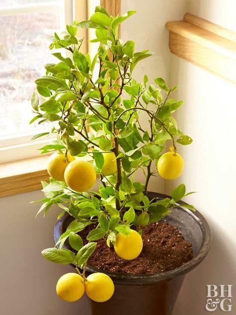 Indoor Lemon Tree Houseplant, Indoor Fruit Plants, Grow Fruit Indoors, Indoor Lemon Tree, Indoor Fruit Trees, Indoor Vegetables, Tattoo Plant, Growing Fruit Trees, Indoor Vegetable Gardening