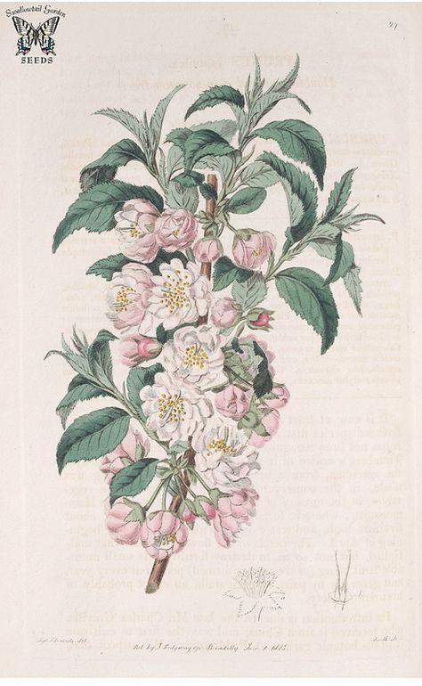 Prunus japonica. The Botanical Register, vol. 1 (1815) Prunus Serrulata, Botanical Inspiration, Paeonia Lactiflora, Flower Illustrations, Flower Illustration, Flower Images, Garden Seeds, Botanical Illustration, Love Flowers