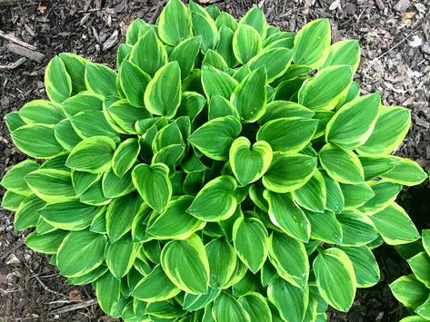 For low maintenance swimming pool landscaping ideas, plant shade loving hosta. These perennials come up every spring and provide a splash of green to your pool deck area. #swimmingpoollandscapingideas #poollandscapingplants #landscapingideasforpoolareas Backyard Pool Landscaping Ideas Plants, Hostas Around Pool, Outdoor Pool Plants, Low Maintenance Pool Landscaping, Plants Around Pool Landscaping, Plants For Pool Area, Stone Around Pool, Swimming Pool Landscaping Ideas, Poolside Landscape Ideas