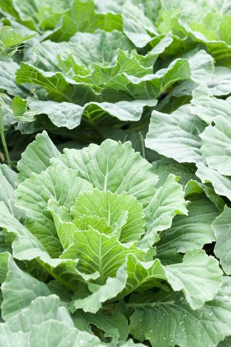 How to Plant and Grow Collard Greens | luv2garden.com Grow Collard Greens, Collard Plant, Companion Planting Guide, Plant Illustrations, Cabbage Worms, Foliar Spray, Fall Crop, Growing Greens, Companion Plants