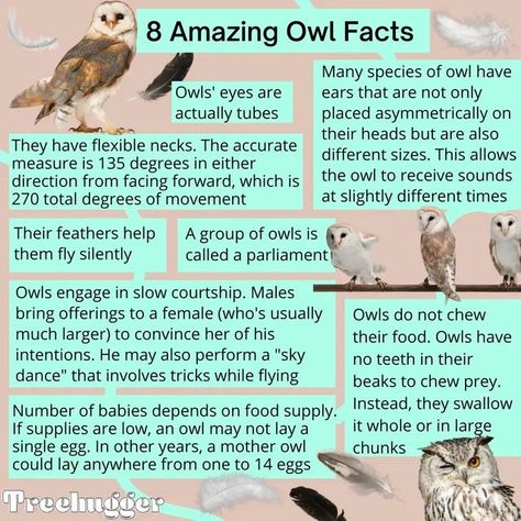 Owl Feather Tattoos, Animal Management, Moon Story, Owl Symbolism, Owl Facts, Animal Infographic, Feather With Birds Tattoo, Backyard Birds Sanctuary, Unique Birds