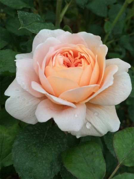 Queen Susan, Rose Blooming, Rose Gardening, Meteor Garden 2018, David Austin Roses, Hybrid Tea Roses, Blooming Rose, Beautiful Rose Flowers, English Roses