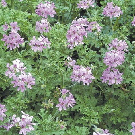 Rose Scented Geranium ‘True Rose’ (Pelargonium hybrid) Itch Remedies, Brooklyn Garden, Plants For Home Garden, Fall Wildflowers, Gardenia Plant, Plant Palette, Mediterranean Climate, Front Yard Plants, Geranium Plant