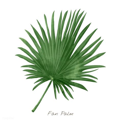 Fan palm leaf isolated on white background | premium image by rawpixel.com / busbus Fan Palm Illustration, Fan Palm Leaf, Tropical Leaves Illustration, Palm Tree Silhouette, Leaves Watercolor, Fan Palm, Palm Tree Leaves, Leaf Illustration, Free Vector Illustration