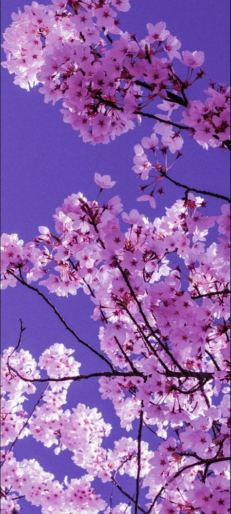 Purple Korean Wallpaper, Kiyomi Aesthetic, Pink Sakura Aesthetic, Ide Journaling, Japanese Cherry Blossom Wallpaper, Korean Cherry Blossom, Cherry Blossom Wallpaper Iphone, Crave Book, System Alters