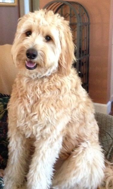 full grown mini goldendoodle - 1 year old Full Grown Mini Goldendoodle, Goldendoodle Full Grown, Doodle Haircuts, Doodle Cuts, Goldendoodle Black, Mini Goldendoodles, Goldendoodle Haircuts, Goldendoodle Miniature, Goldendoodle Grooming