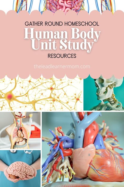 Homeschool Health Curriculum, Human Body Elementary School, Homeschool Health Curriculum Free, Anatomy Unit Study, Human Anatomy Homeschool, Homeschool Human Body Unit, Human Body Unit Study Elementary, Free Homeschool Unit Studies, Homeschooling Topics