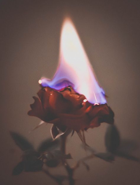 Burning Rose Red Rose, Red, Blue