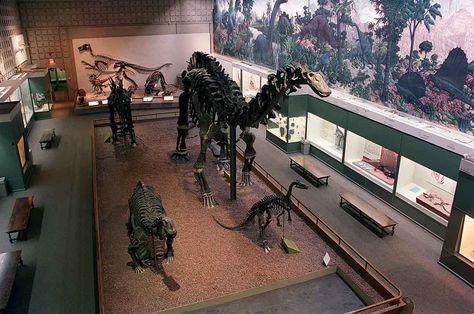 Thermopolis Wyoming, Wyoming Trip, Peabody Museum, Wyoming Vacation, Dinosaur Dig, Dinosaur Museum, Yellowstone Trip, Wyoming Travel, Museum Of Natural History