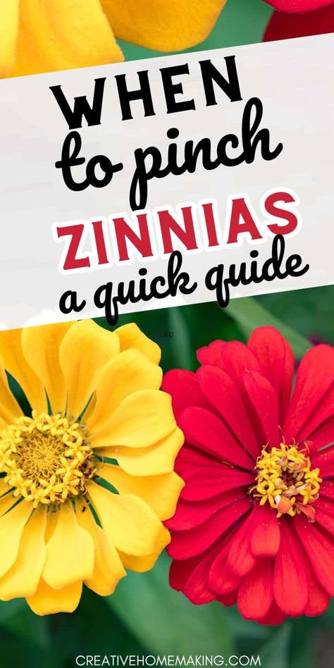 Maximize your zinnia garden with our guide on when to pinch for beautiful, bushy plants. Zinnia Garden Beds, Pinching Zinnias, When To Plant Zinnias, Zinnias Garden Ideas, Ranch Home Landscaping, Bushy Plants, Landscape Ideas Front Yard Curb Appeal, Seed Growing, Zinnia Garden