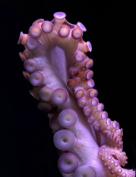 Octopus tentacle by nervous system, via Flickr Cnidaria, Octopus Squid, Octopus Tentacles, Octopus Art, Beautiful Sea Creatures, Ocean Creatures, Natural Forms, Ocean Life, Kraken