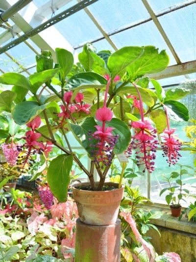 Medinilla Seed Propagation – How And When To Plant Medinilla Seeds Seed Starting Containers, Small Evergreen Shrubs, Indoor Tropical Plants, Plant Care Instructions, Seed Starting Mix, Orchid Show, Seed Packaging, Inside Plants, Evergreen Shrubs