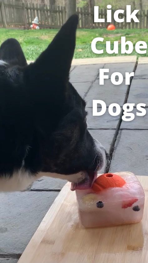 Diy Dog Entertainment, Dog Frozen Lick Mat, Cold Treats For Dogs, Outside Dog Activities, Frozen Dog Lick Mats, Ice Dog Treats, Frozen Bowl For Dogs, How To Keep Your Dog Cool In The Summer, How To Keep Dogs Cool In The Summer