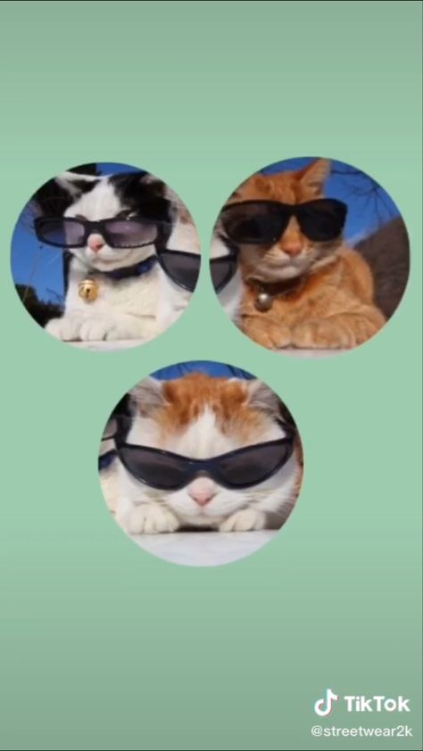 3 Matching Icons Friends, Aesthetic Profile Picture Cartoon Soft, Bff Girls, Best Friend Wallpaper, Cat Profile, Best Friends Cartoon, Three Best Friends, Friend Cartoon, Cute Cats Photos