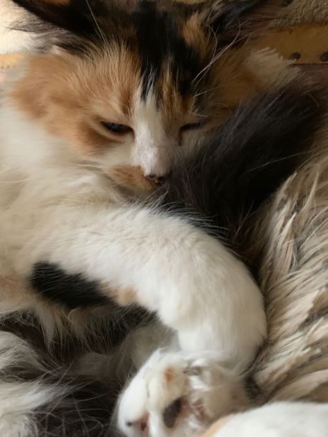 Cat Aesthetic Calico, Calico Cat Aesthetic Art, Calico Cats Cute, Fluffy Calico Cat Aesthetic, Calico Kitten Aesthetic, Calico Cats Aesthetic, Aesthetic Calico Cat, Calico Cat Hair Color, Calico Aesthetic