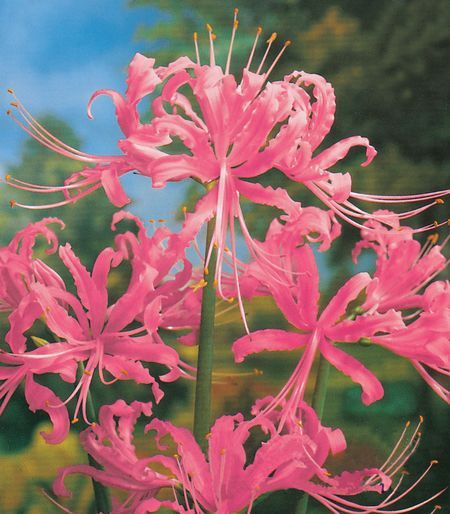 Pink Naked Ladies (at least that's what they call them where I'm from) or you can call them spider lilies! Red Lily Flower Anime, Flower Wallpaper Red, Lily + Core + Aesthetic, Lily Flower Wallpaper, Red Lily Flower, Stem Plant, Red Spider Lily, Spider Lily, Flower Drawings