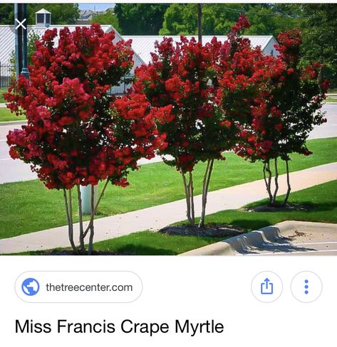 Red Crepe Myrtle Trees, Front House Porch, Red Crepe Myrtle, Outside Living Spaces, Crepe Myrtle Trees, Vegetable Ideas, Evergreen Landscape, Landscaping Around Trees, Porch Landscaping