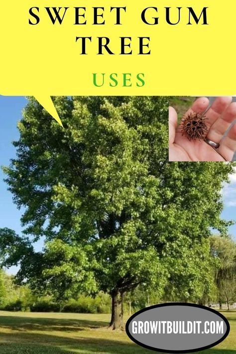 Sweet Gum Tree Medicinal, Sweet Gum Tincture, Sweet Gum Ball Tincture, Sweet Gum Tree Crafts, Medicinal Trees, Foraging Plants, Idaho Landscape, Sweet Gum Tree, Unusual Trees