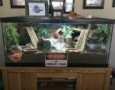 My “Crabitat” 2020 Hermit Crab Habitat Ideas, Hermit Crab Tank Ideas, Crab Tank Ideas, Crabitat Ideas, Bearded Dragon Tank Setup, Hermit Crab Homes, Hermit Crab Care, Crab Ideas, Bearded Dragon Vivarium