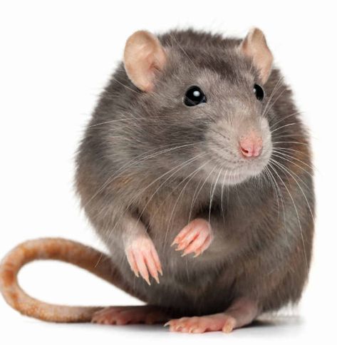 Rat Control, Pet Rodents, Animal Education, Pet Mice, Cute Rats, A Rat, Pet Rats, Animal Sketches, Rodents