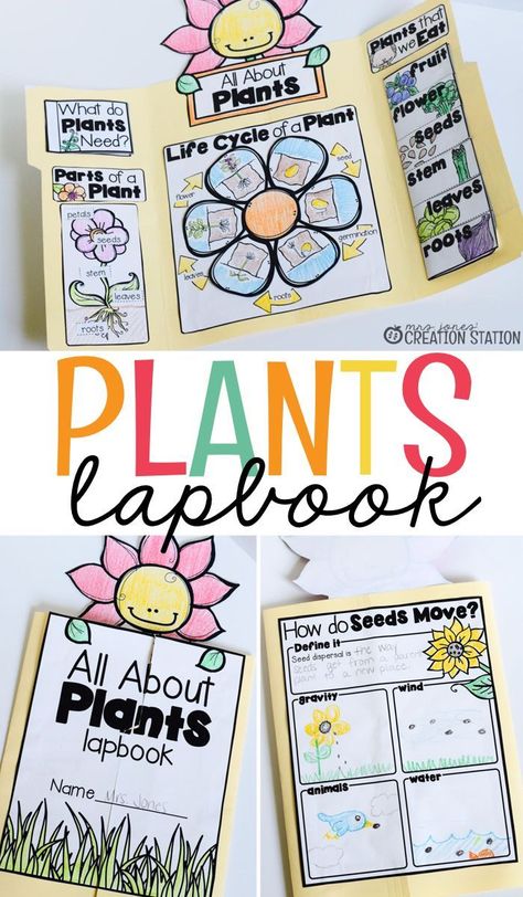 All About Plants! Plant Lap Book, Interactive Lapbooks, Plant Lessons, How Plants Grow, Plant Activities, Lap Book, 1st Grade Science, Mrs Jones, First Grade Science