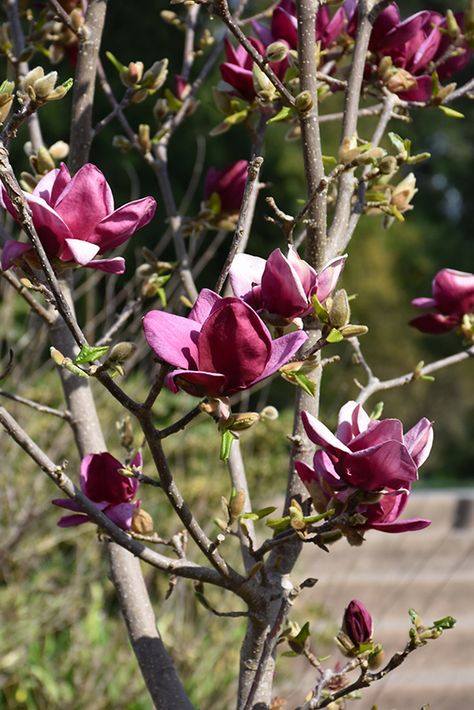 Click to view a full-size photo of Genie Magnolia (Magnolia 'Genie') at The Growing Place Genie Magnolia Tree, Magnolia Genie, Wheaton Illinois, Magenta Rose, Magnolia Tree, Full Size Photo, Magnolia Trees, Late Winter, Deciduous Trees