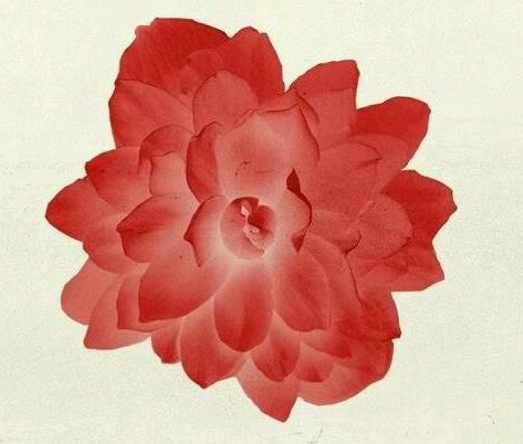 Part of the tattoo I'm getting. Scarlet Begonia. "She wore scarlet begonias… Scarlet Begonias Tattoo, Begonia Watercolor, Wild Child Tattoo, Begonia Tattoo, Child Tattoos, Scarlet Begonias, Body Decor, Ink Inspiration, Tat Ideas