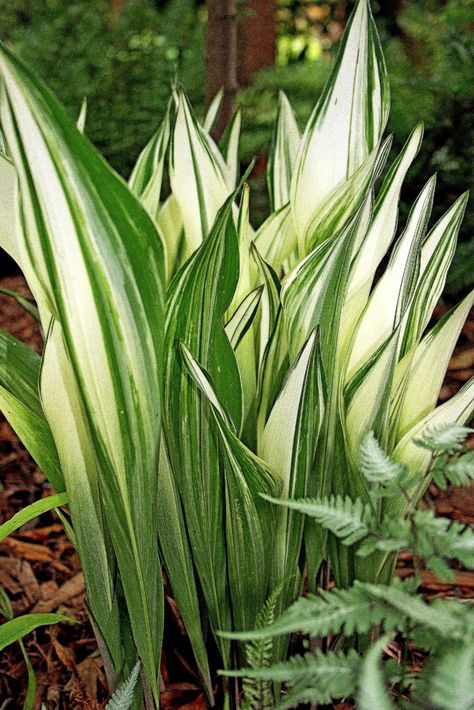 Aspidistra Elatior, Big Leaf Plants, Dry Shade Plants, Shade Loving Plants, Cast Iron Plant, Foliage Leaves, Garden Shade, Yard Plants, Shade Gardens