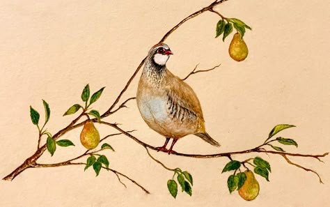 Partridge Drawing, Partridge In A Pear Tree Cocktail, Patridge In A Pear Tree, Partridge Illustration, Partridge Pear Tree, Christmas Pebbles, Partridge In A Pear Tree Illustration, Partridge Bird, Xmas Pics